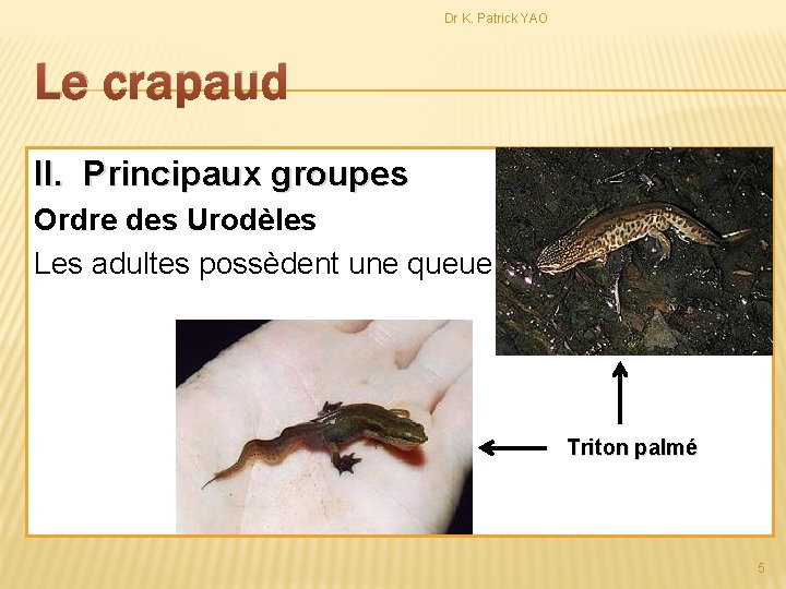 Dr K. Patrick YAO Le crapaud II. Principaux groupes Ordre des Urodèles Les adultes