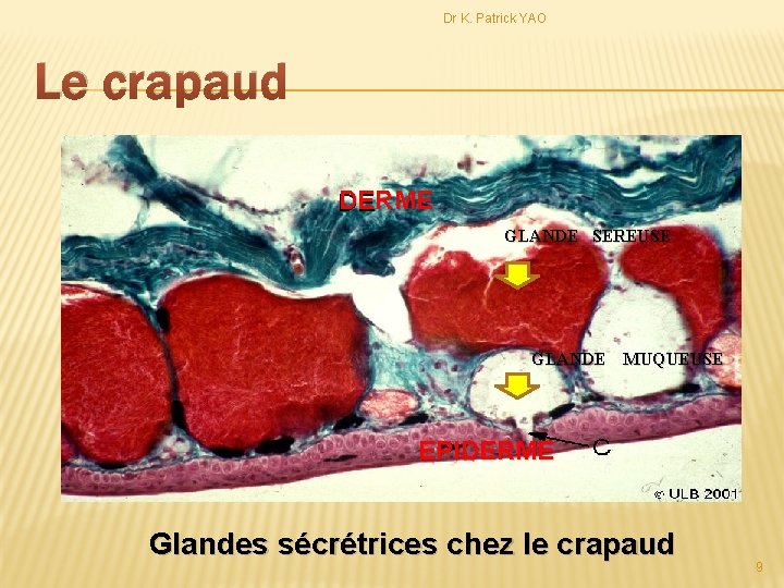 Dr K. Patrick YAO Le crapaud DERME GLANDE SEREUSE GLANDE MUQUEUSE EPIDERME Glandes sécrétrices