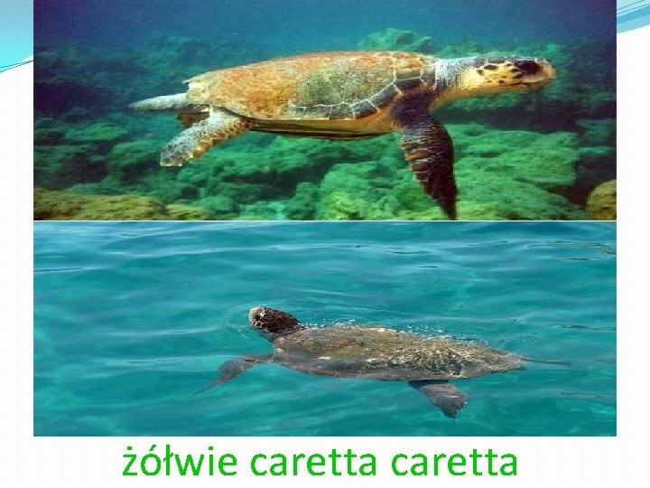 żółwie caretta żółwie caretta