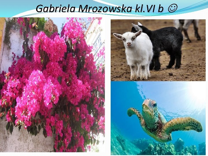 Gabriela Mrozowska kl. VI b Gabriela Mrozowska kl. VI b
