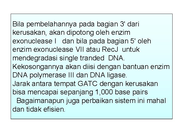 Bila pembelahannya pada bagian 3' dari kerusakan, akan dipotong oleh enzim exonuclease I dan