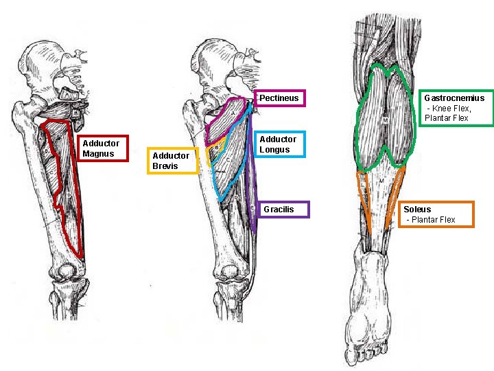 Pectineus Adductor Magnus Adductor Brevis Gastrocnemius - Knee Flex, Plantar Flex Adductor Longus Gracilis