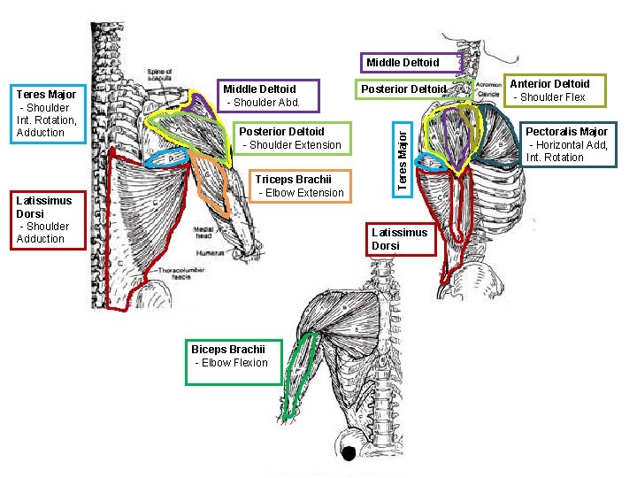 Middle Deltoid Latissimus Dorsi - Shoulder Adduction Middle Deltoid - Shoulder Abd. Posterior Deltoid