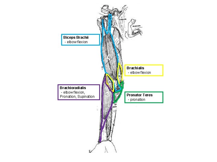 Biceps Brachii - elbow flexion Brachialis - elbow flexion Brachioradialis - elbow flexion, Pronation,