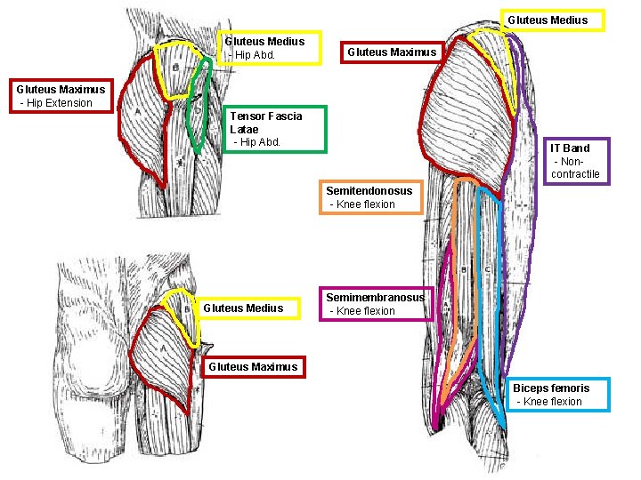 Gluteus Medius - Hip Abd. Gluteus Maximus - Hip Extension Tensor Fascia Latae -