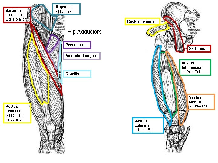 Sartorius - Hip Flex, Ext. Rotation Illiopsoas - Hip Flex Rectus Femoris Hip Adductors