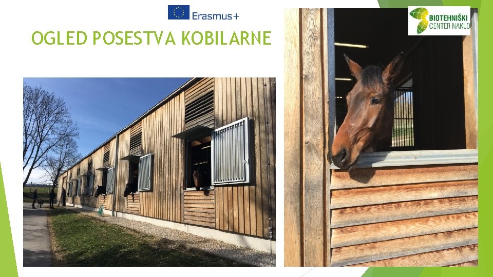 OGLED POSESTVA KOBILARNE 