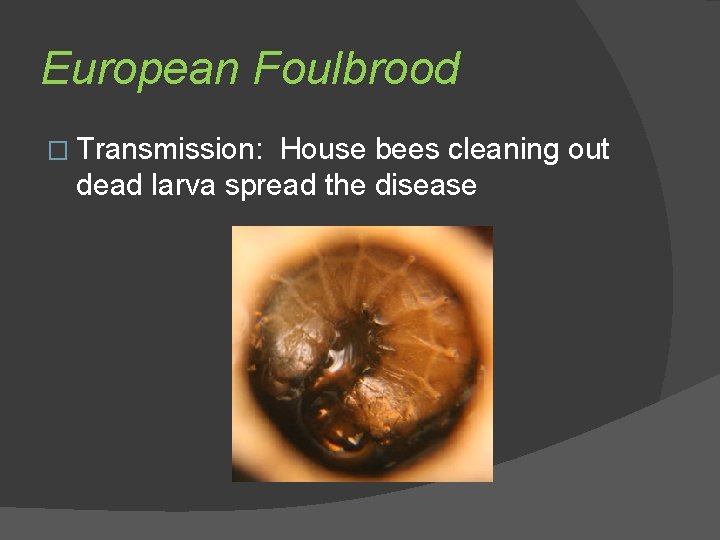 European Foulbrood � Transmission: House bees cleaning out dead larva spread the disease 