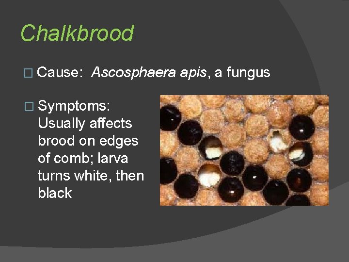 Chalkbrood � Cause: Ascosphaera � Symptoms: Usually affects brood on edges of comb; larva