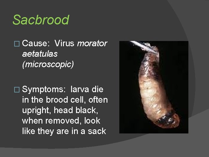 Sacbrood � Cause: Virus morator aetatulas (microscopic) � Symptoms: larva die in the brood