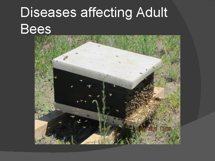 Diseases affecting Adult Bees 