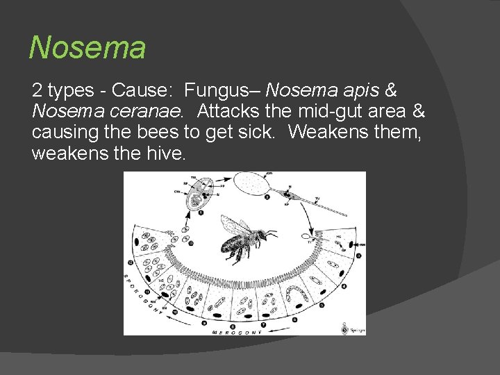 Nosema 2 types - Cause: Fungus– Nosema apis & Nosema ceranae. Attacks the mid-gut