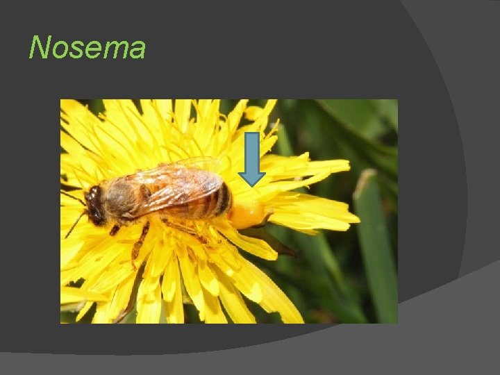 Nosema 