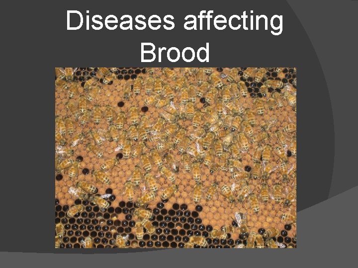 Diseases affecting Brood 