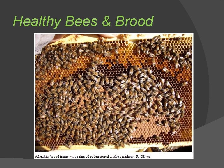 Healthy Bees & Brood 