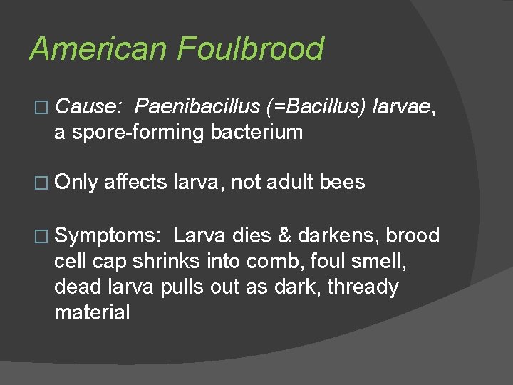 American Foulbrood � Cause: Paenibacillus (=Bacillus) larvae, a spore-forming bacterium � Only affects larva,