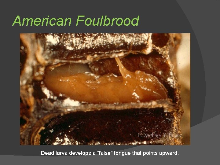 American Foulbrood Dead larva develops a “false” tongue that points upward. 