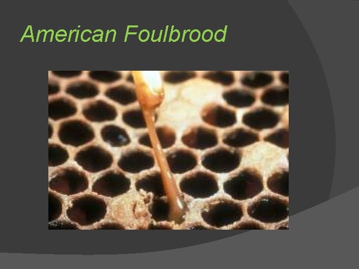 American Foulbrood 