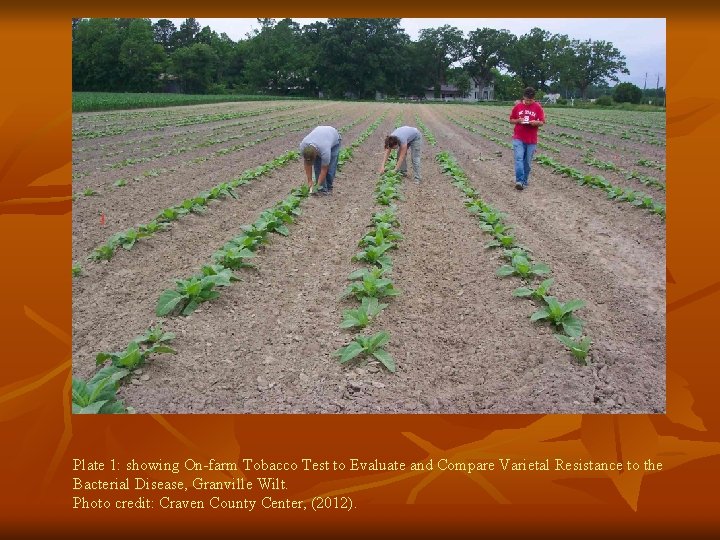 Plate 1: showing On-farm Tobacco Test to Evaluate and Compare Varietal Resistance to the