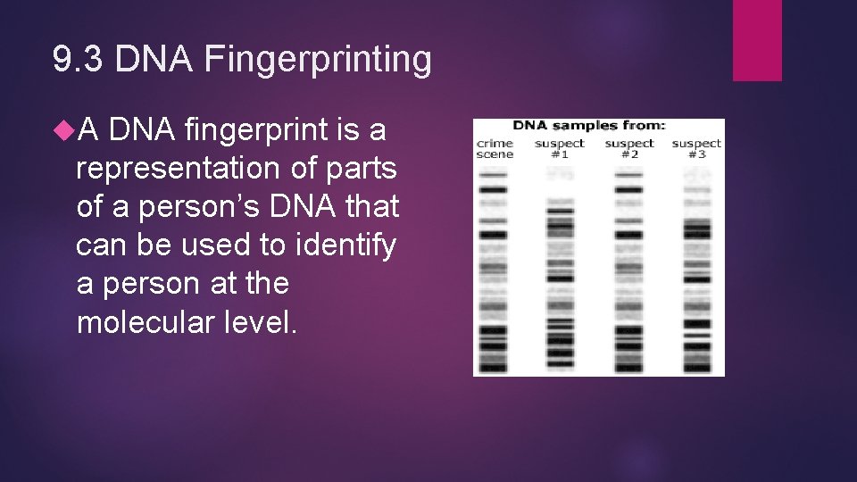 9. 3 DNA Fingerprinting A DNA fingerprint is a representation of parts of a