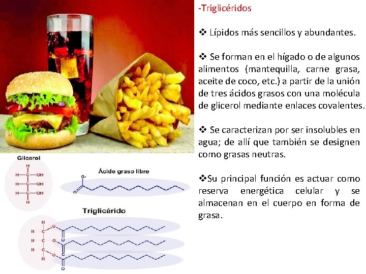 -Triglicéridos v Lípidos más sencillos y abundantes. v Se forman en el hígado o