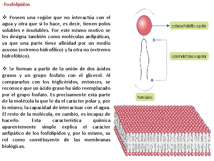 -Fosfolípidos v Poseen una región que no interactúa con el agua y otra que