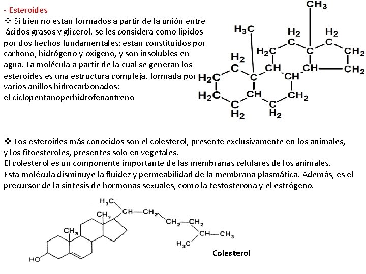 - Esteroides v Si bien no están formados a partir de la unión entre
