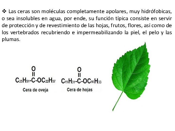 v Las ceras son moléculas completamente apolares, muy hidrófobicas, o sea insolubles en agua,