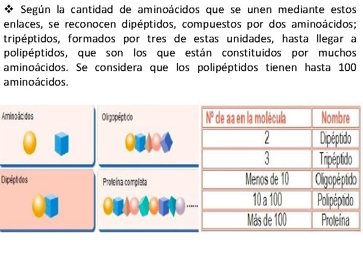 v Según la cantidad de aminoácidos que se unen mediante estos enlaces, se reconocen