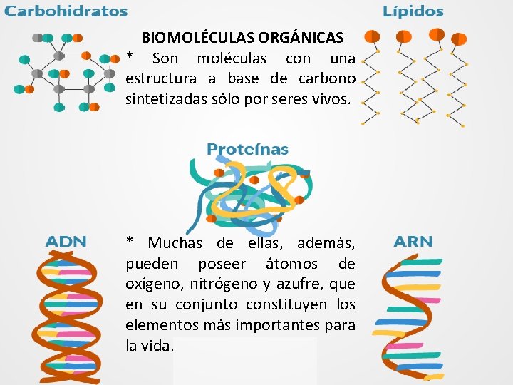 BIOMOLÉCULAS ORGÁNICAS * Son moléculas con una estructura a base de carbono sintetizadas sólo