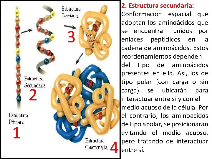 3 2 1 4 2. Estructura secundaria: Conformación espacial que adoptan los aminoácidos que