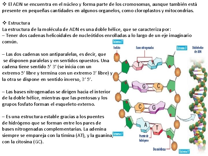 v El ADN se encuentra en el núcleo y forma parte de los cromosomas,