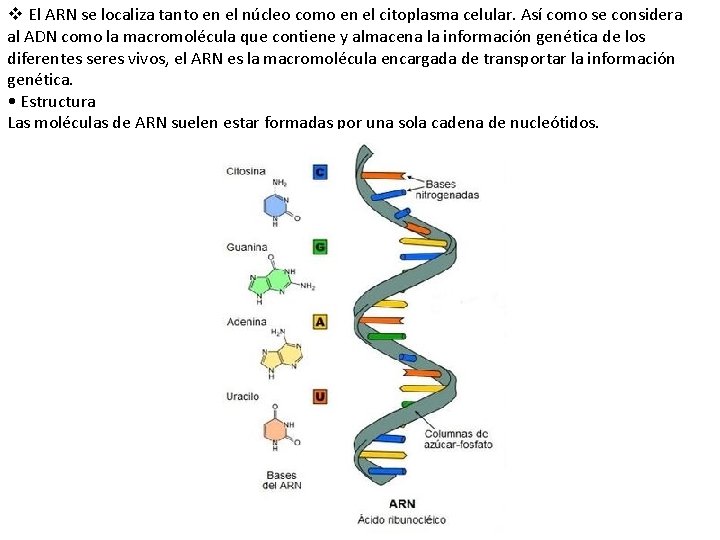 v El ARN se localiza tanto en el núcleo como en el citoplasma celular.