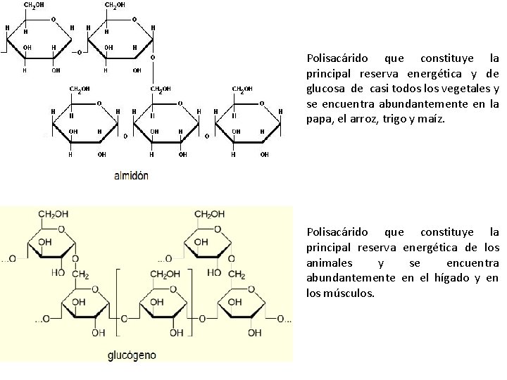 Polisacárido que constituye la principal reserva energética y de glucosa de casi todos los