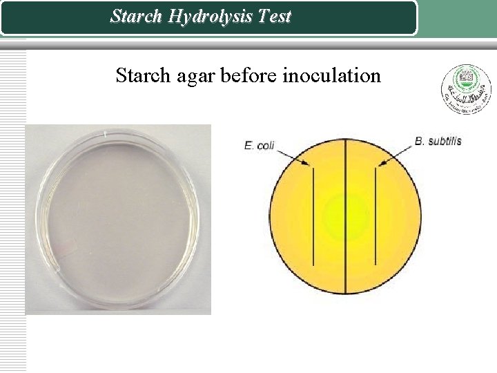 Starch Hydrolysis Test Starch agar before inoculation 