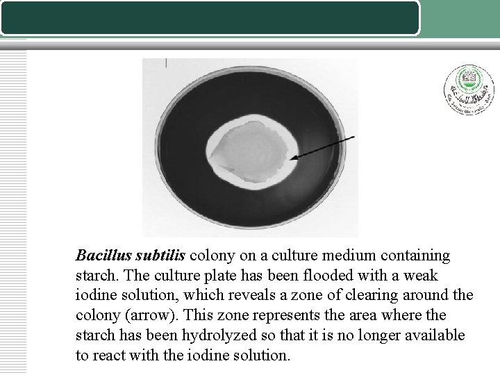 Bacillus subtilis colony on a culture medium containing starch. The culture plate has been