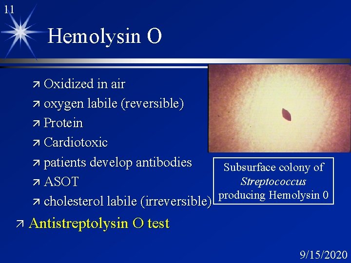 11 Hemolysin O ä Oxidized in air ä oxygen labile (reversible) ä Protein ä