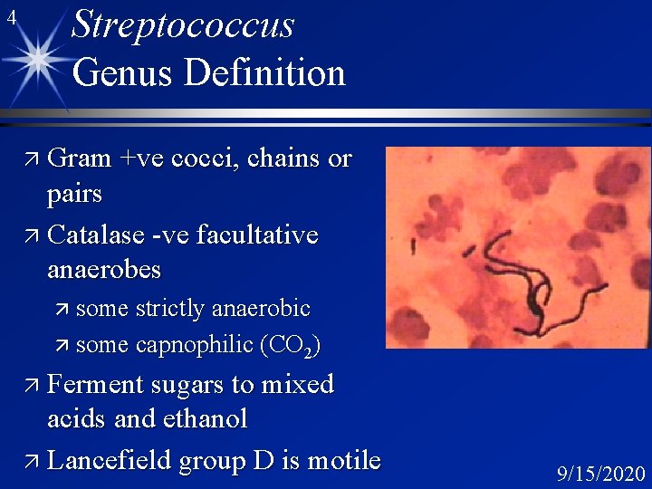 4 Streptococcus Genus Definition ä Gram +ve cocci, chains or pairs ä Catalase -ve