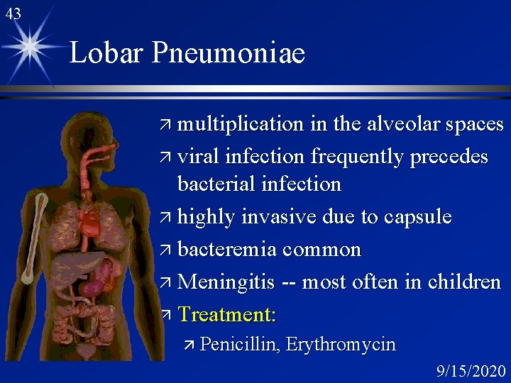 43 Lobar Pneumoniae ä multiplication in the alveolar spaces ä viral infection frequently precedes