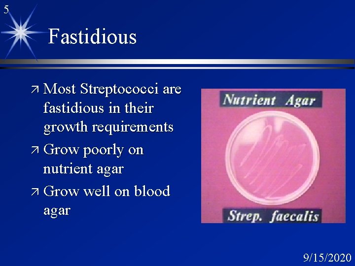 5 Fastidious ä Most Streptococci are fastidious in their growth requirements ä Grow poorly