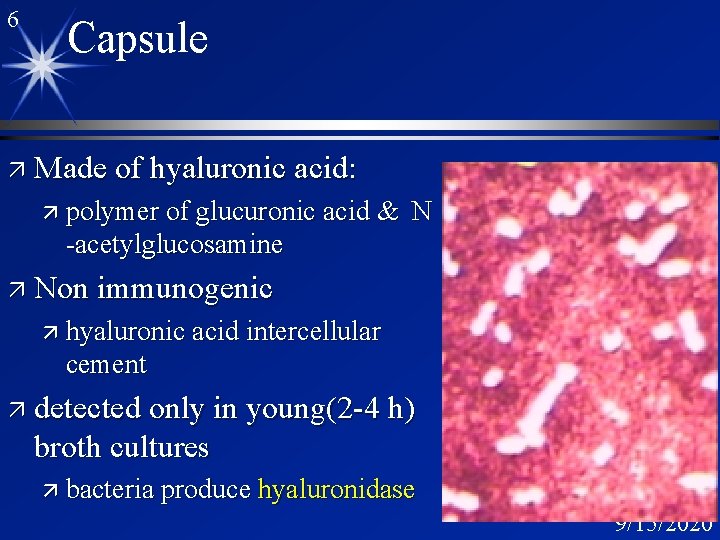 6 Capsule ä Made of hyaluronic acid: ä polymer of glucuronic acid & N