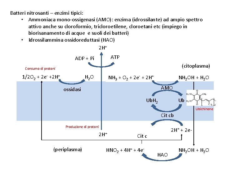 Batteri nitrosanti – enzimi tipici: • Ammoniaca mono-ossigenasi (AMO): enzima (idrossilante) ad ampio spettro