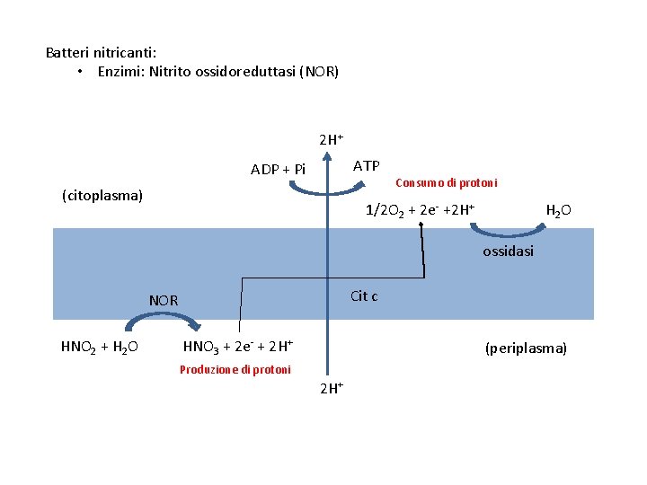 Batteri nitricanti: • Enzimi: Nitrito ossidoreduttasi (NOR) 2 H+ ATP ADP + Pi (citoplasma)