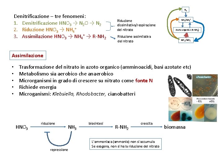 N 2 Denitrificazione – tre fenomeni: 1. Denitrificazione HNO 3 → N 2 O