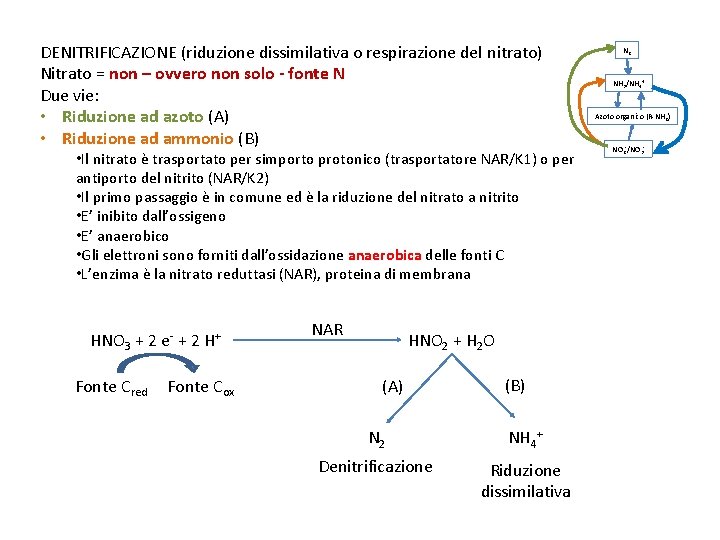 DENITRIFICAZIONE (riduzione dissimilativa o respirazione del nitrato) Nitrato = non – ovvero non solo