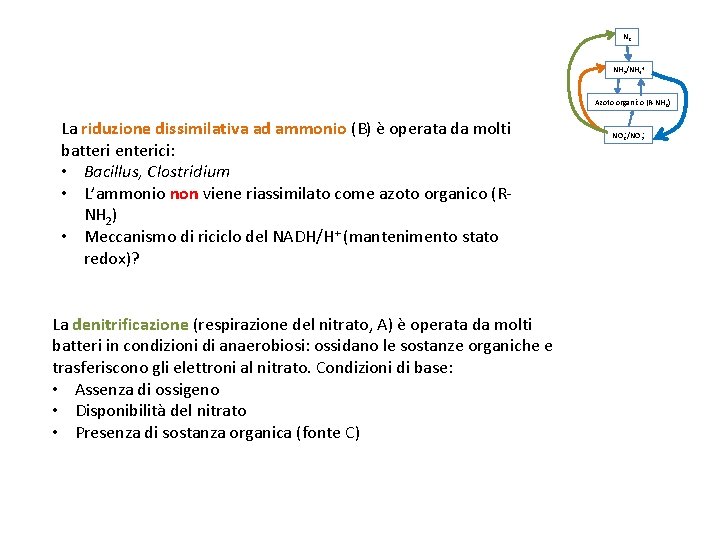 N 2 NH 3/NH 4+ Azoto organico (R-NH 2) La riduzione dissimilativa ad ammonio