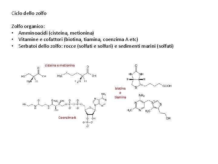 Ciclo dello zolfo Zolfo organico: • Amminoacidi (cisteina, metionina) • Vitamine e cofattori (biotina,