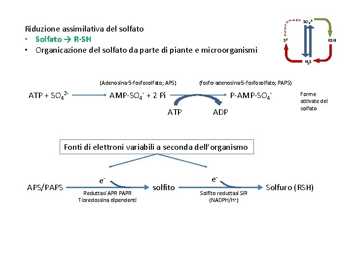 SO 42 - Riduzione assimilativa del solfato • Solfato → R-SH • Organicazione del