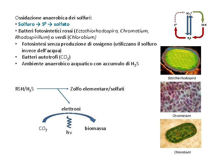 Ossidazione anaerobica dei solfuri: • Solfuro → S 0 → solfato • Batteri fotosintetici
