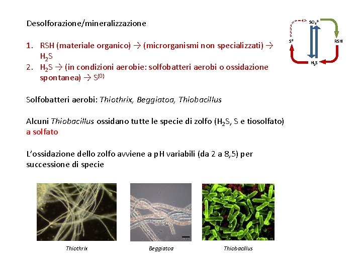 Desolforazione/mineralizzazione SO 42 - 1. RSH (materiale organico) → (microrganismi non specializzati) → H